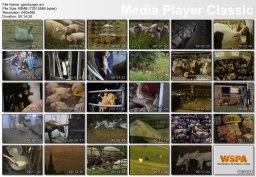 Лучший фильм о вегетарианстве Лучший фильм о вегетарианстве