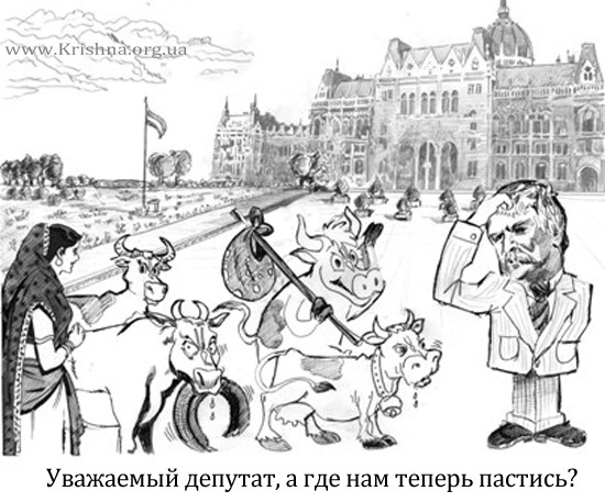 Преданные в Венгрии и их коровы Преданные в Венгрии и их коровы